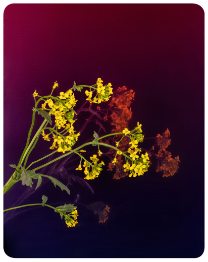 Декоративная нержавеющая сталь Gradient Purpule Flame Gradient
